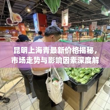 昆明上海青最新價格揭秘，市場走勢與影響因素深度解析