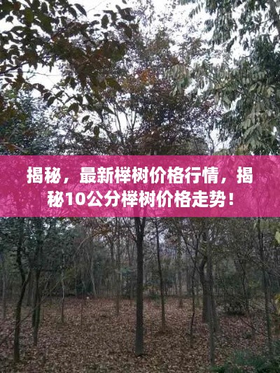 揭秘，最新櫸樹價格行情，揭秘10公分櫸樹價格走勢！
