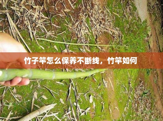 竹子竿怎么保養(yǎng)不斷線，竹竿如何 