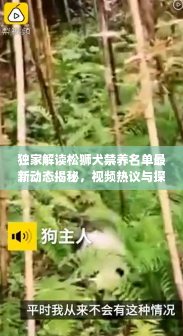 獨家解讀松獅犬禁養(yǎng)名單最新動態(tài)揭秘，視頻熱議與探討