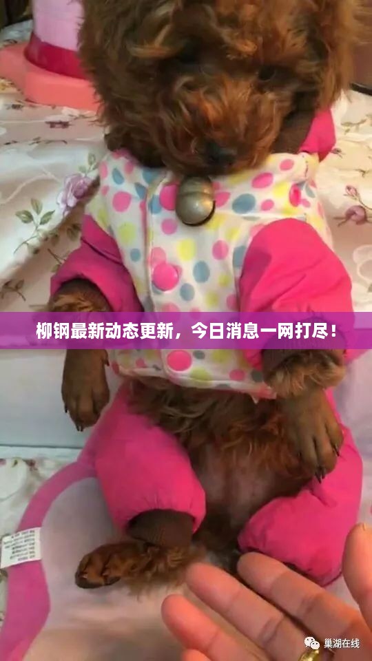 柳鋼最新動態(tài)更新，今日消息一網(wǎng)打盡！