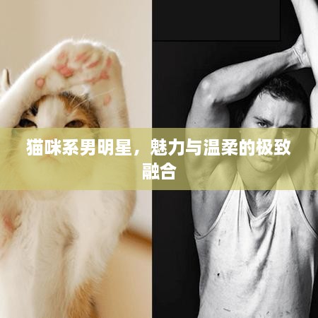 貓咪系男明星，魅力與溫柔的極致融合