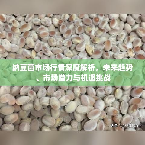 納豆菌市場行情深度解析，未來趨勢、市場潛力與機遇挑戰(zhàn)