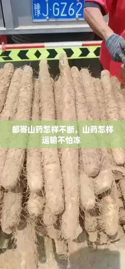郵寄山藥怎樣不斷，山藥怎樣運輸不怕凍 