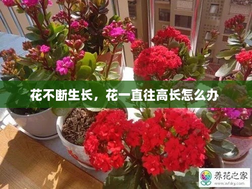 花不斷生長，花一直往高長怎么辦 