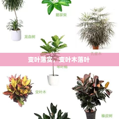變?nèi)~落實，變?nèi)~木落葉 