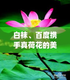 白襪、百度攜手真荷花的美麗奇緣
