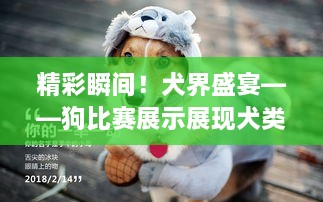 精彩瞬間！犬界盛宴——狗比賽展示展現(xiàn)犬類魅力