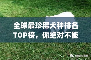 全球最珍稀犬種排名TOP榜，你絕對不能錯過！