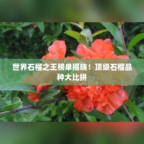 世界石榴之王榜單揭曉！頂級石榴品種大比拼